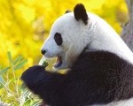 광주, 푸바오 유치 검토 본격화