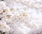벚꽃 속도 붙었다…예년보다 빠른 ‘봄 질주’
